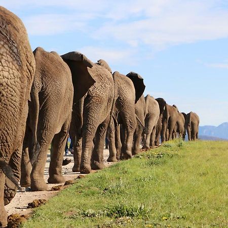 Knysna Elephant Park Lodge بليتنبيرغ باي المظهر الخارجي الصورة