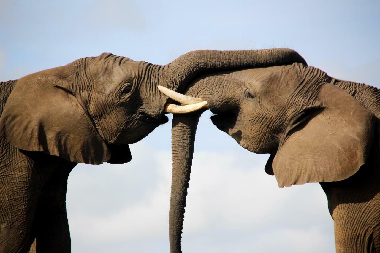 Knysna Elephant Park Lodge بليتنبيرغ باي المظهر الخارجي الصورة
