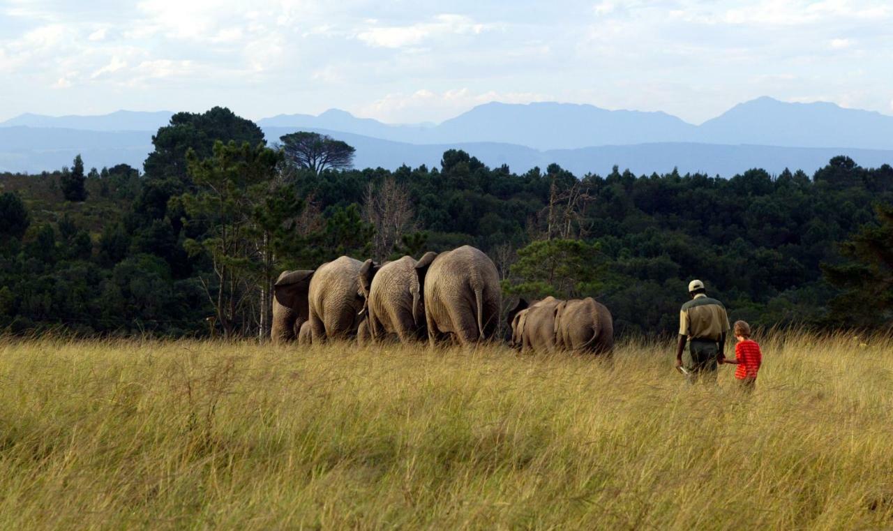 Knysna Elephant Park Lodge بليتنبيرغ باي المظهر الخارجي الصورة