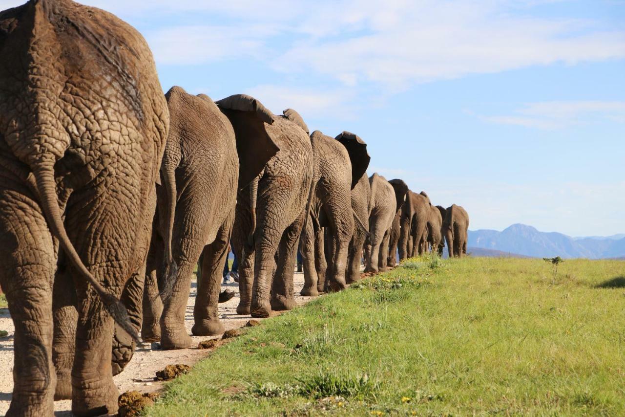Knysna Elephant Park Lodge بليتنبيرغ باي المظهر الخارجي الصورة